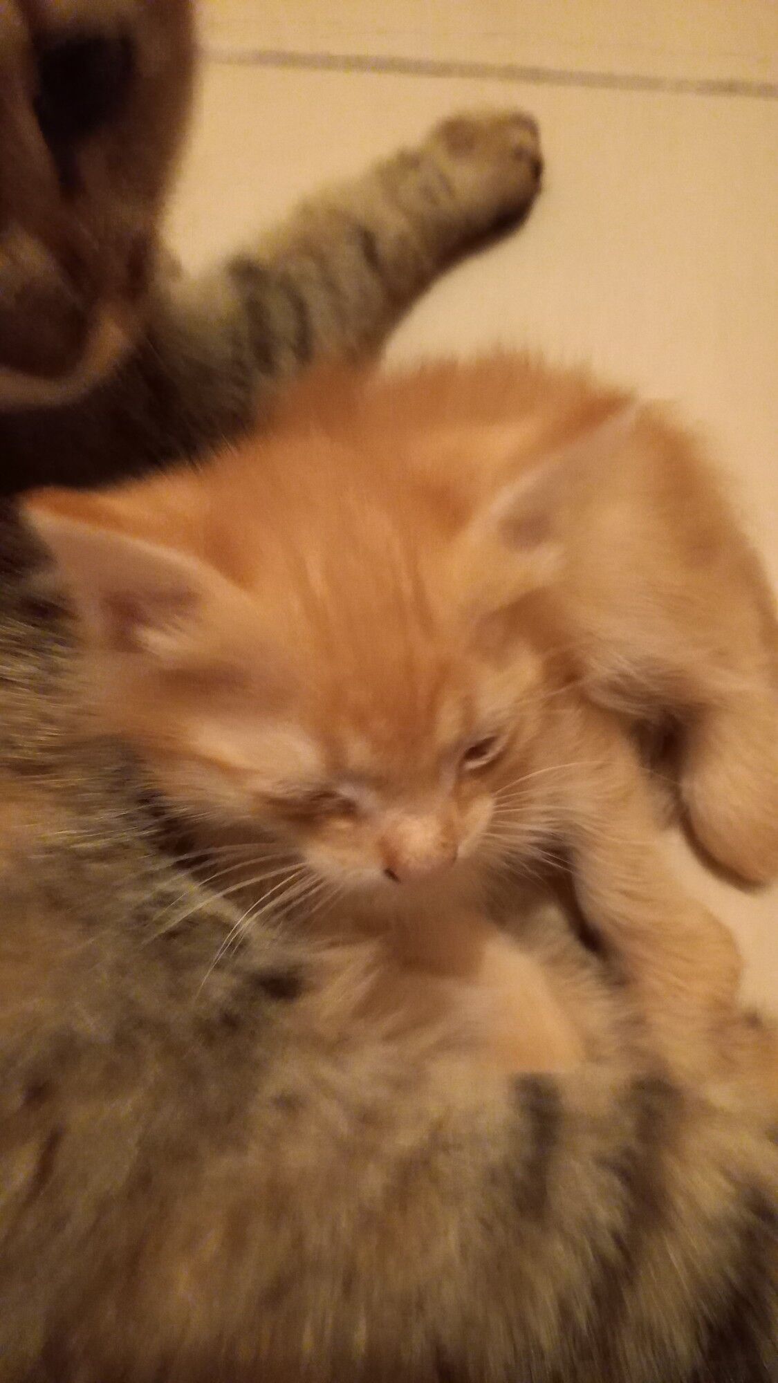 Котята в хорошие руки - Туркменабат - img 4