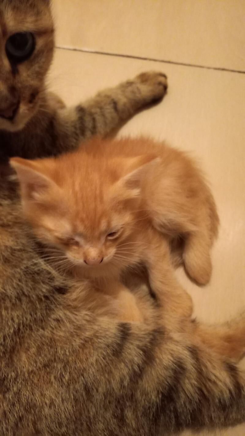 Котята в хорошие руки - Туркменабат - img 6