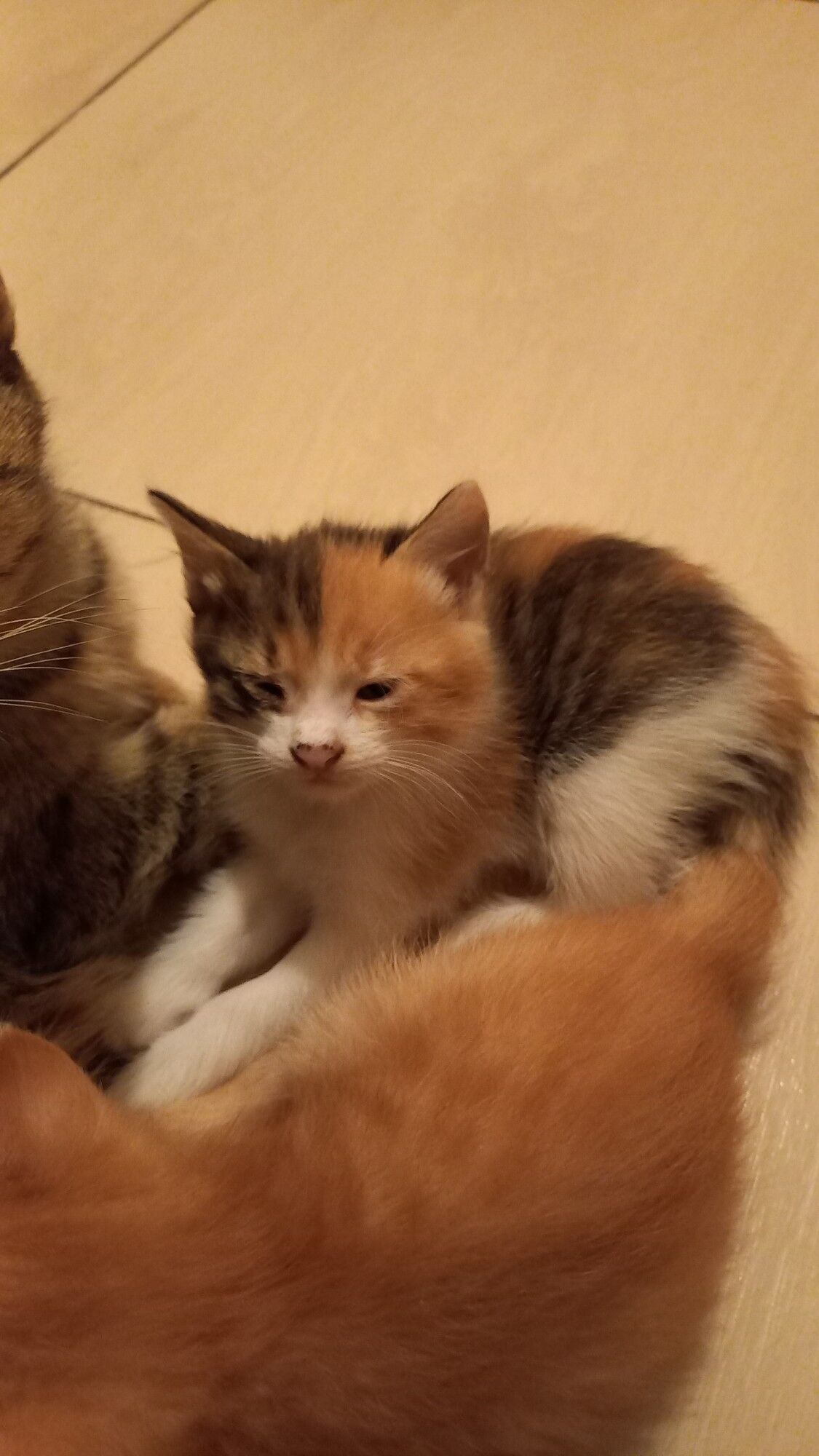 Котята в хорошие руки - Туркменабат - img 5