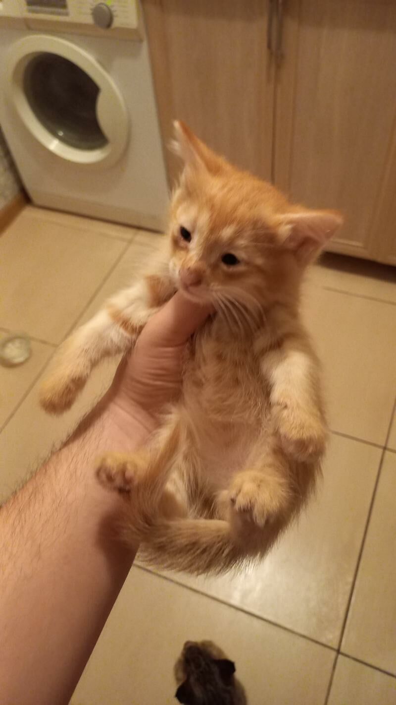 Котята в хорошие руки - Туркменабат - img 9