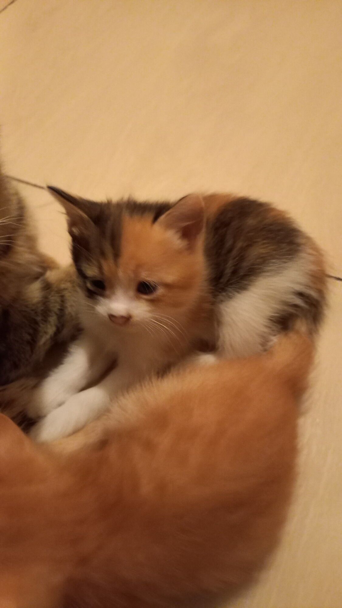 Котята в хорошие руки - Туркменабат - img 8