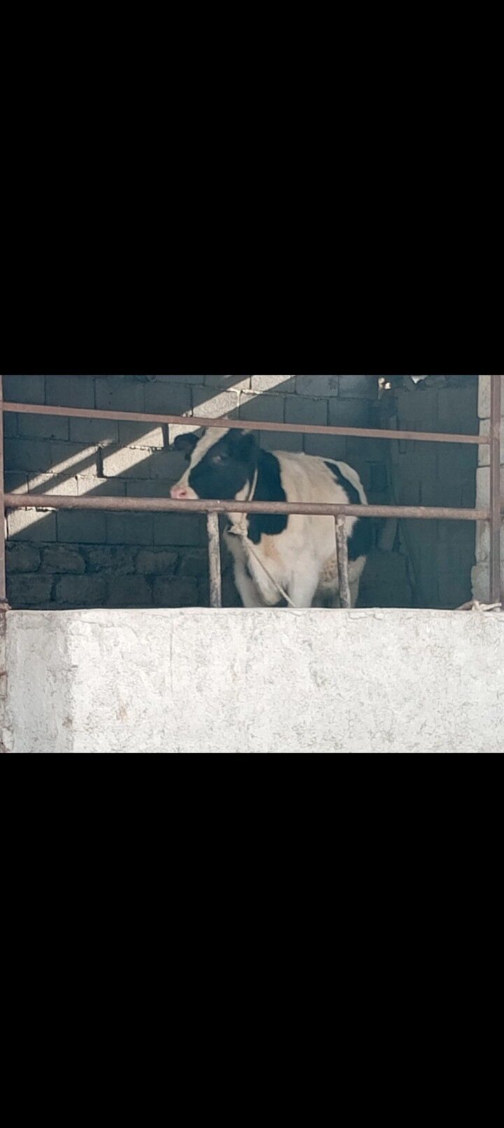 Öküz göle - Ашхабад - img 4