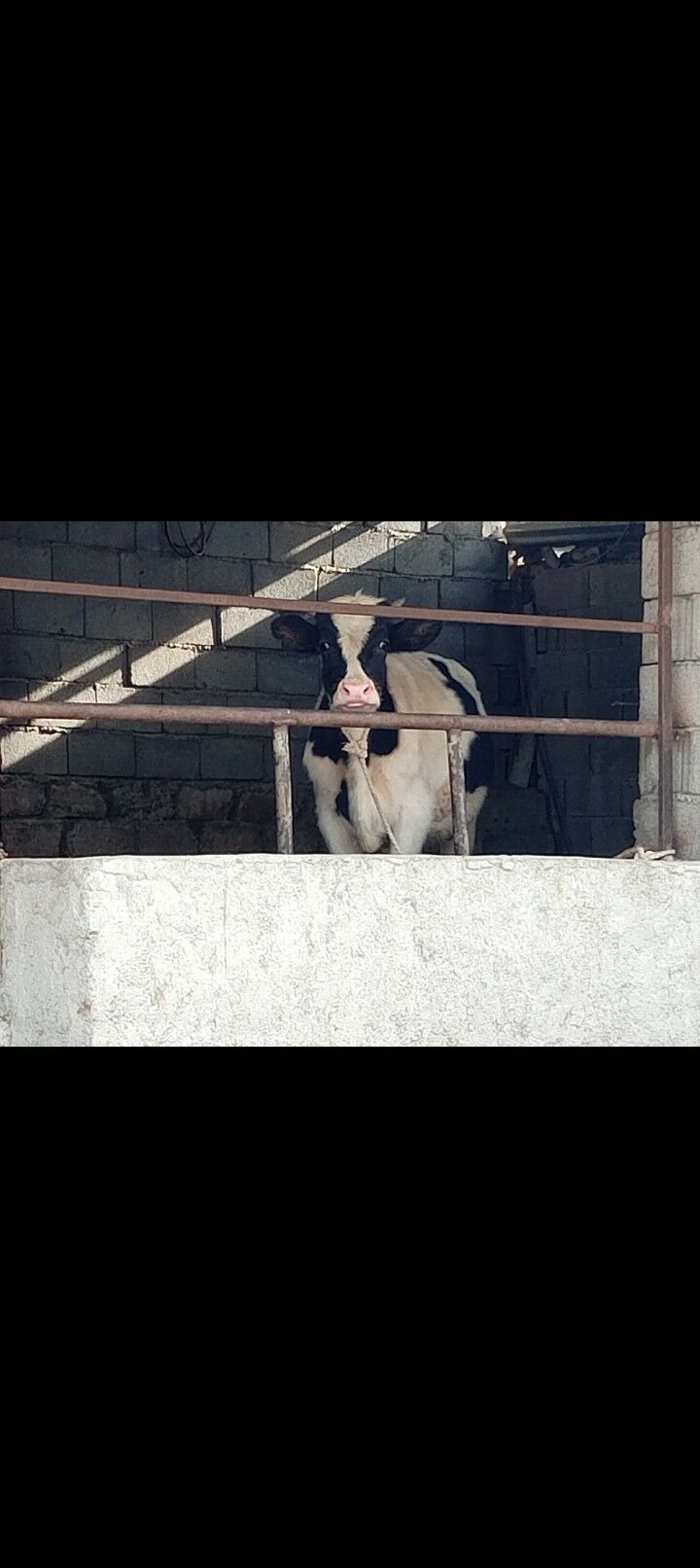 Öküz göle - Ашхабад - img 3