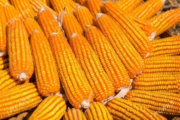 MEKGE - Garagum etraby - img 1