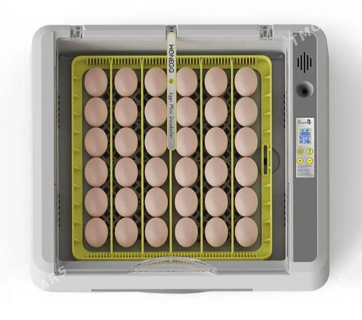 Inkubator 36 инкубатор 36 - Туркменабат - img 2