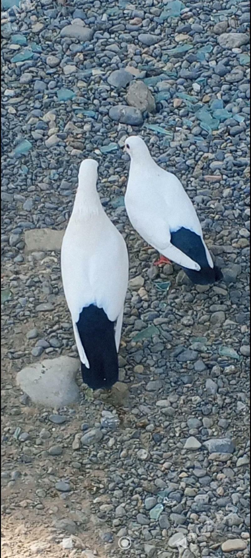 kepderi - Aşgabat - img 2