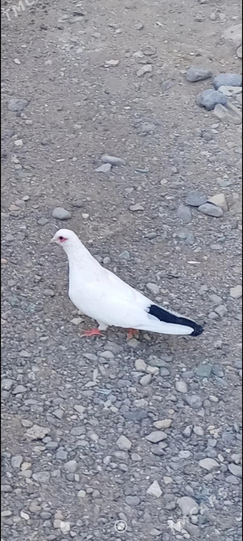 kepderi - Aşgabat - img 3