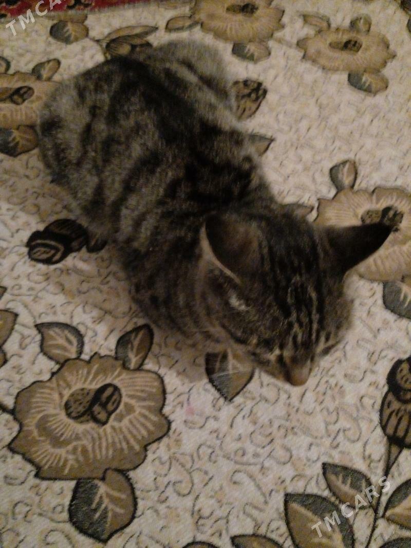 pisık - Мургап - img 2