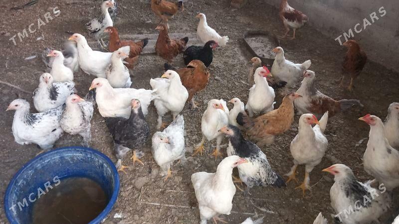 BALGAR JUJELER - Кака - img 4