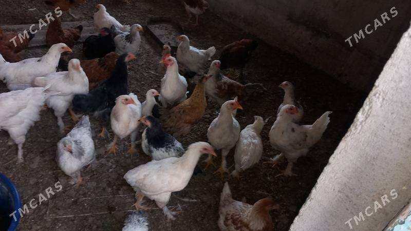 BALGAR JUJELER - Кака - img 6