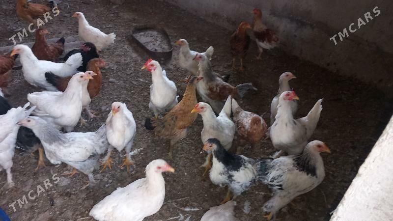 BALGAR JUJELER - Кака - img 2