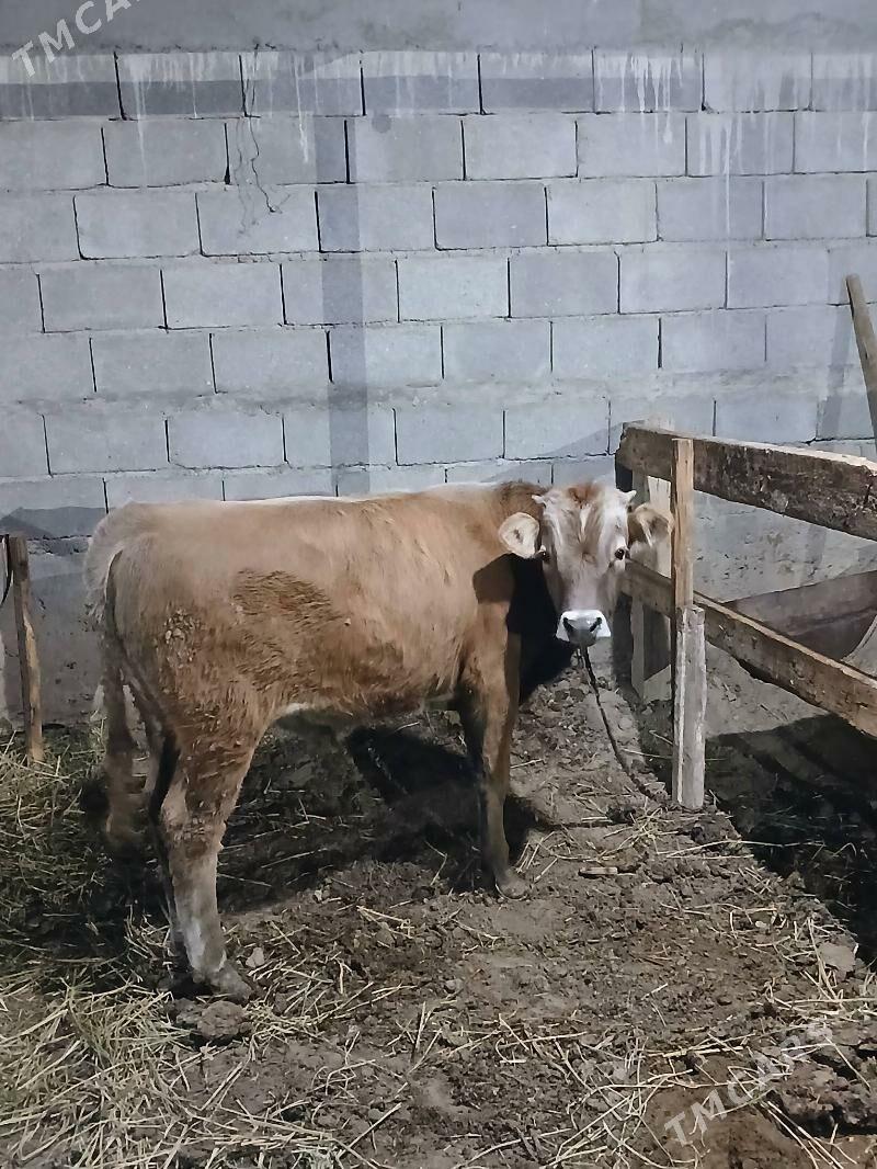 Okuz - Gökdepe - img 1