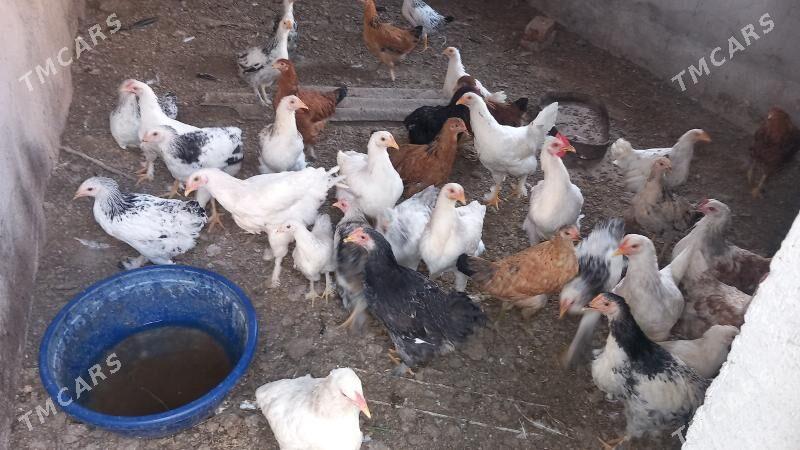 BALGAR JUJELER - Кака - img 3