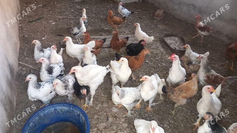 BALGAR JUJELER - Кака - img 5