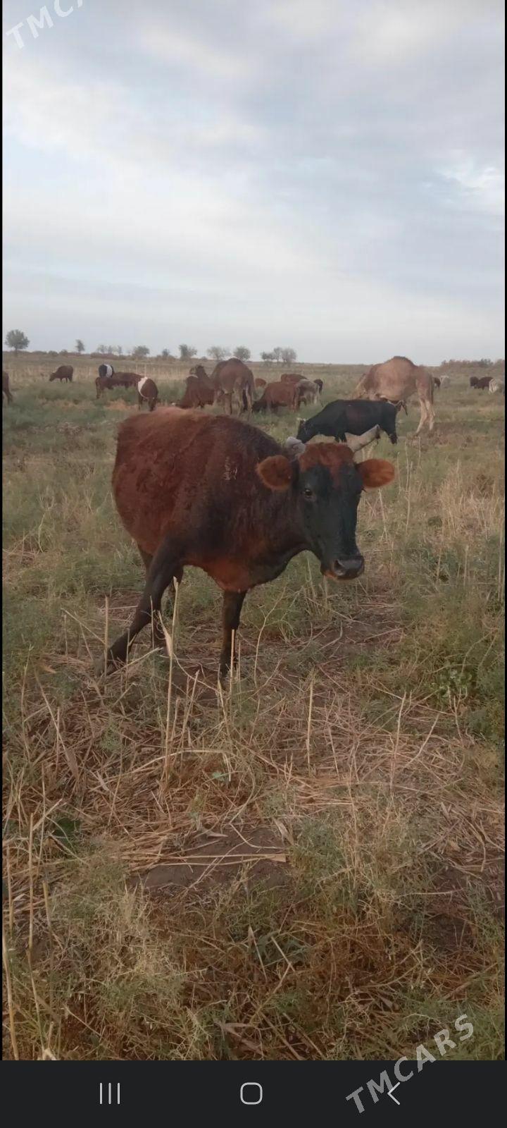 bogaz sygyr - Векильбазар - img 4