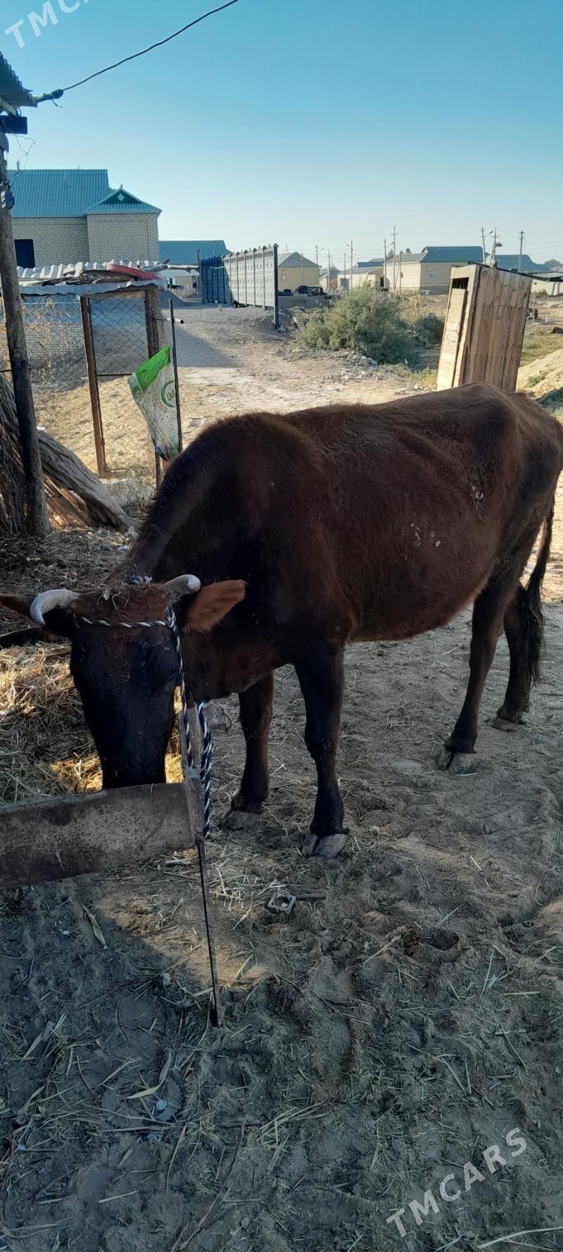 bogaz sygyr - Векильбазар - img 3