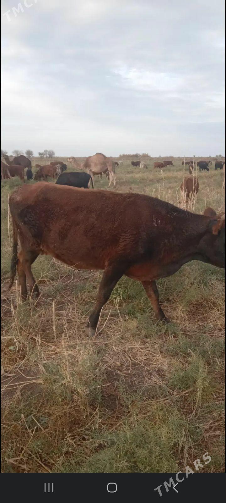 bogaz sygyr - Векильбазар - img 5