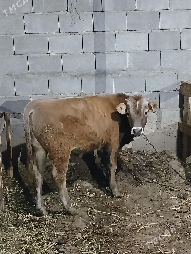 Okuz - Gökdepe - img 2