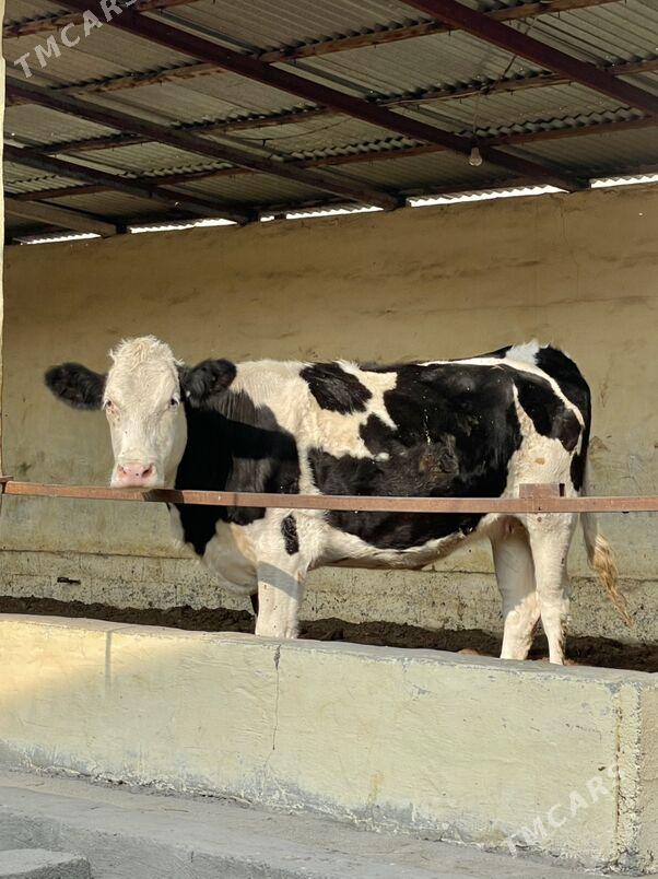 Arginal tüwe - Ашхабад - img 3