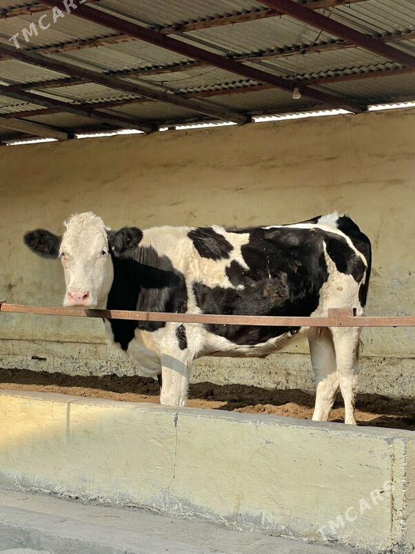 Arginal tüwe - Ашхабад - img 4