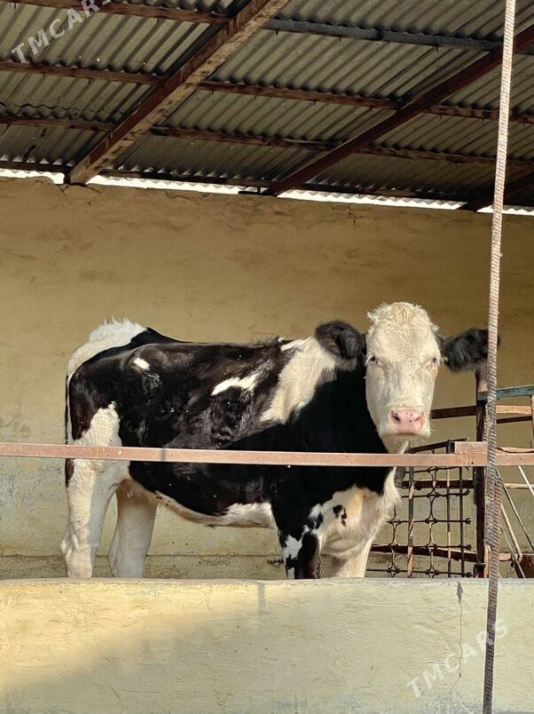 Arginal tüwe - Ашхабад - img 2