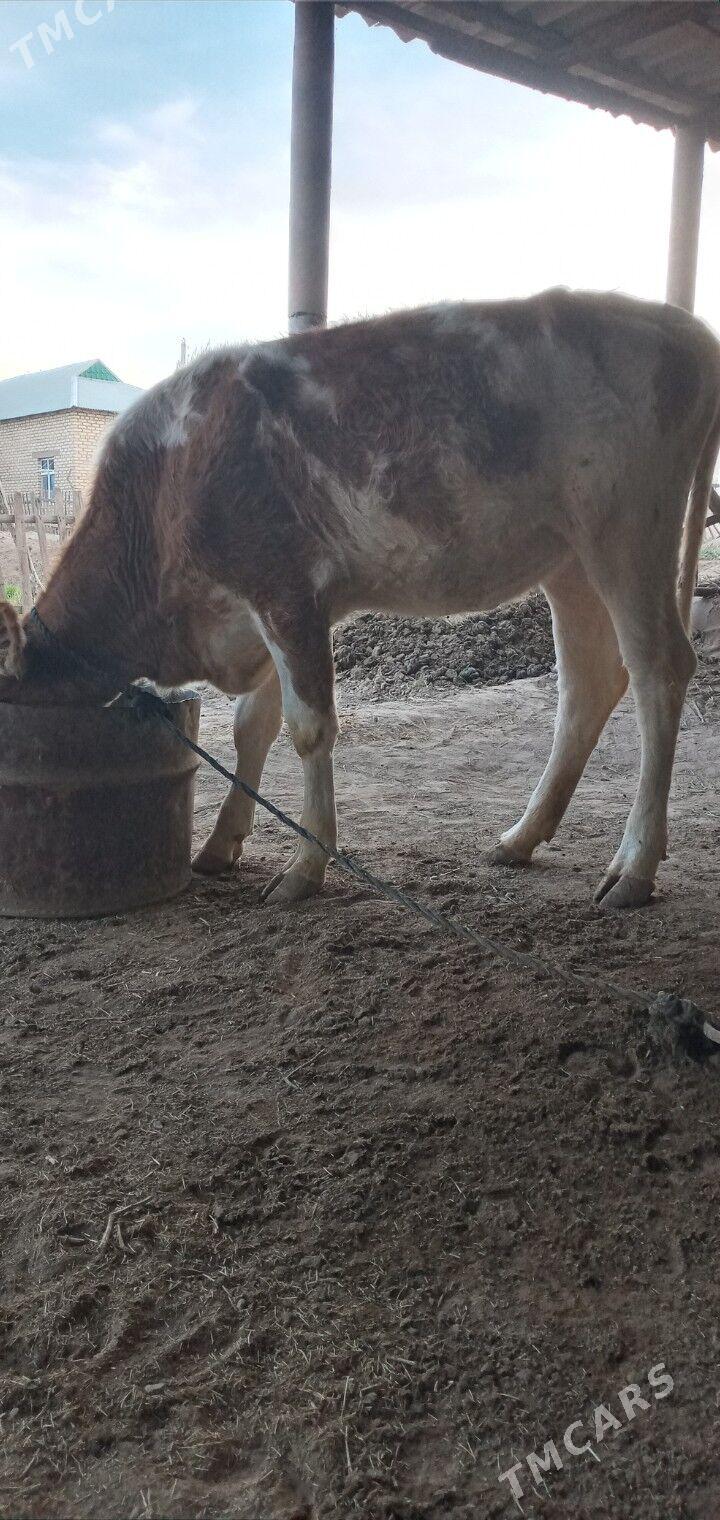 tüwe - Бабадайхан - img 2