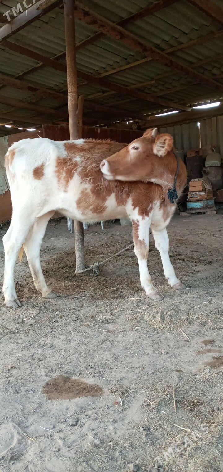 tüwe - Бабадайхан - img 1