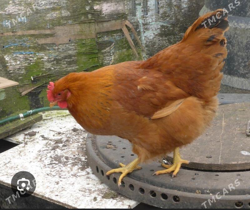 Towuk Damasni. - Gökdepe - img 3