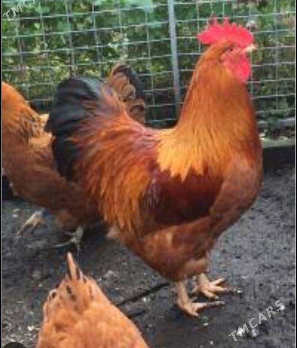 Towuk Damasni. - Gökdepe - img 4