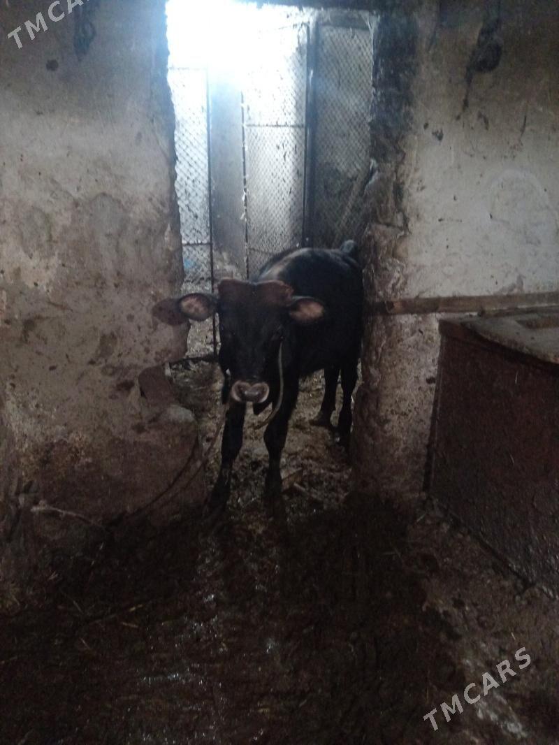 etlik goleli sygyr goleler - Büzmeýin - img 2