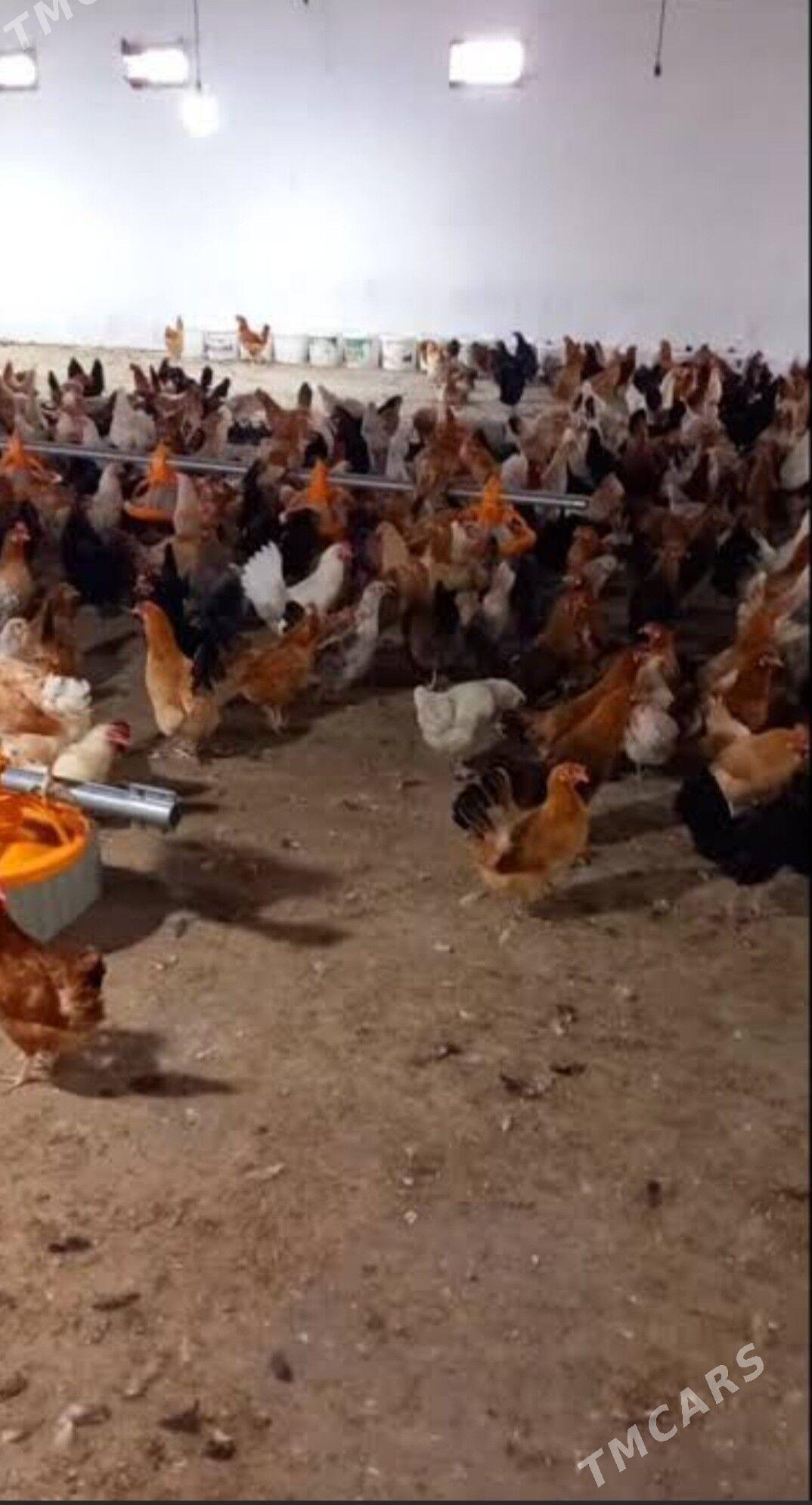 Towuk Damasni. - Gökdepe - img 2