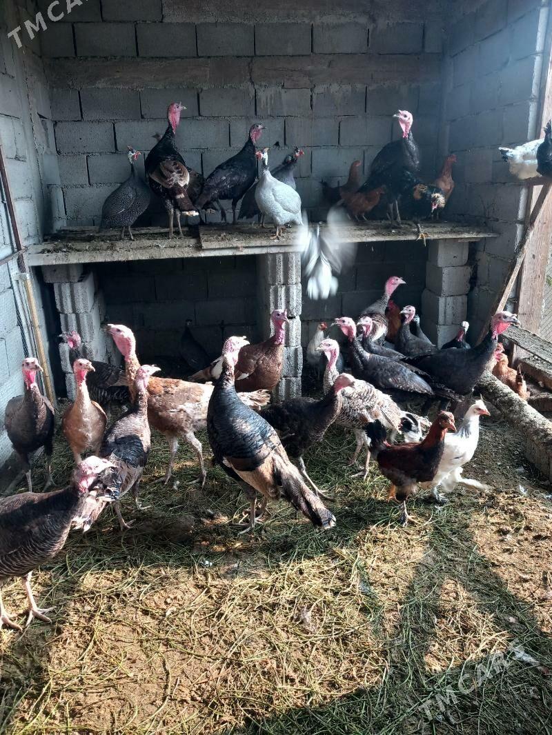 Индюк - Гёкдепе - img 2