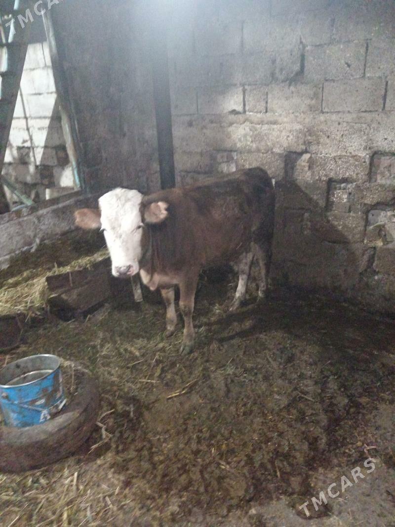 etlik goleli sygyr goleler - Büzmeýin - img 3