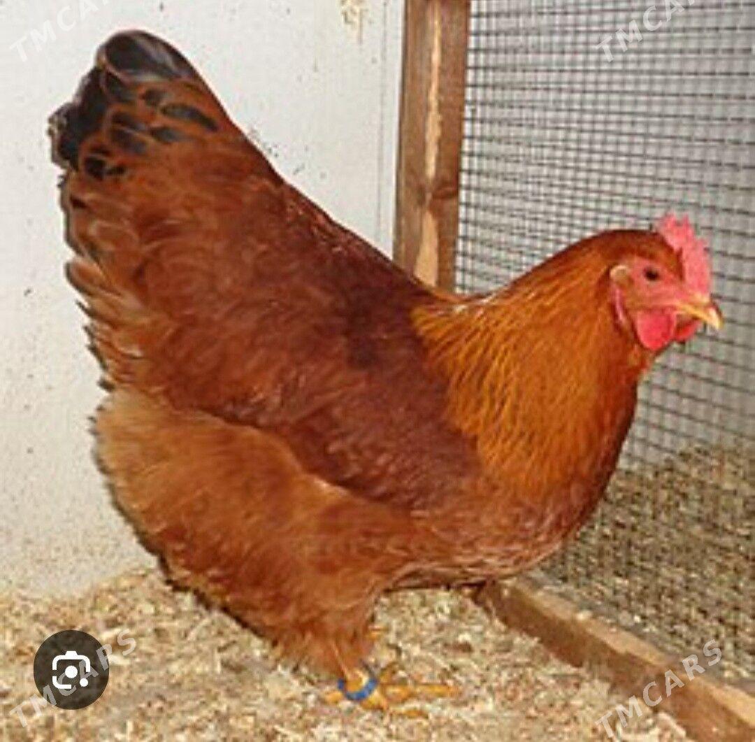 Towuk Damasni. - Gökdepe - img 5