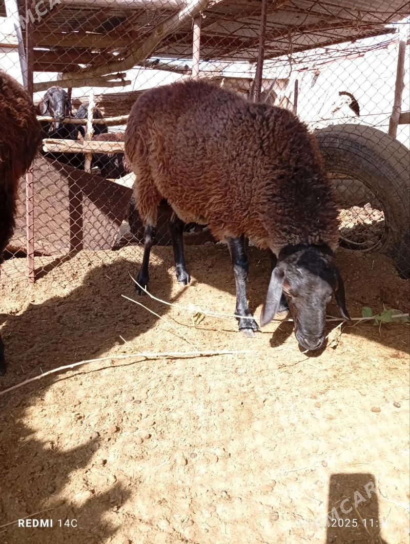 Koçkar - Çärjew - img 3