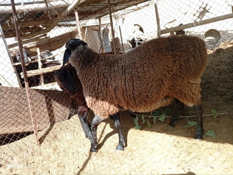 Koçkar - Çärjew - img 1