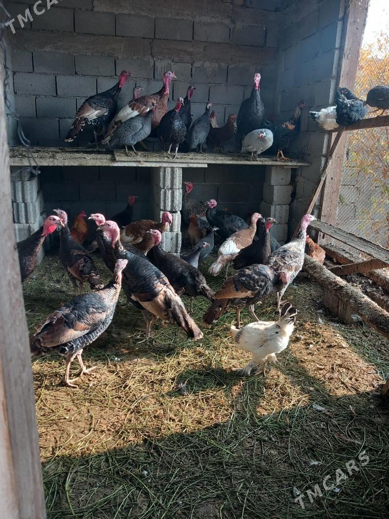 Индюк - Гёкдепе - img 4