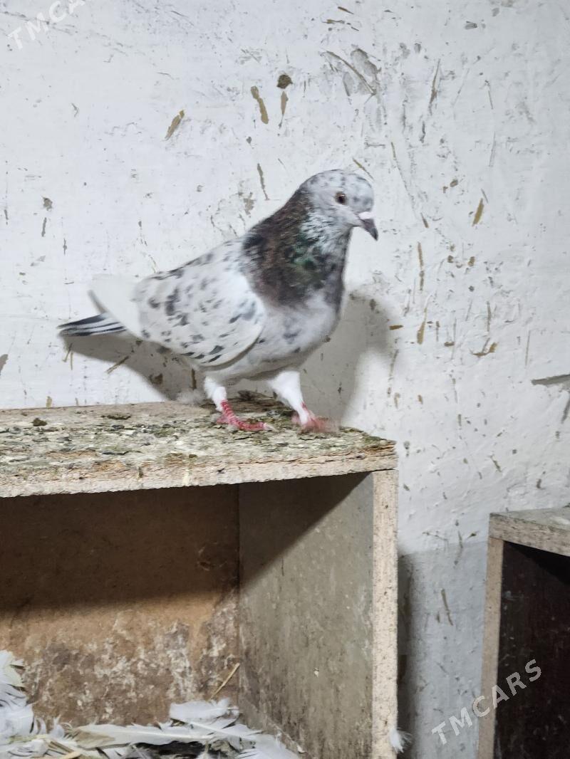 kepderi - Çoganly - img 2