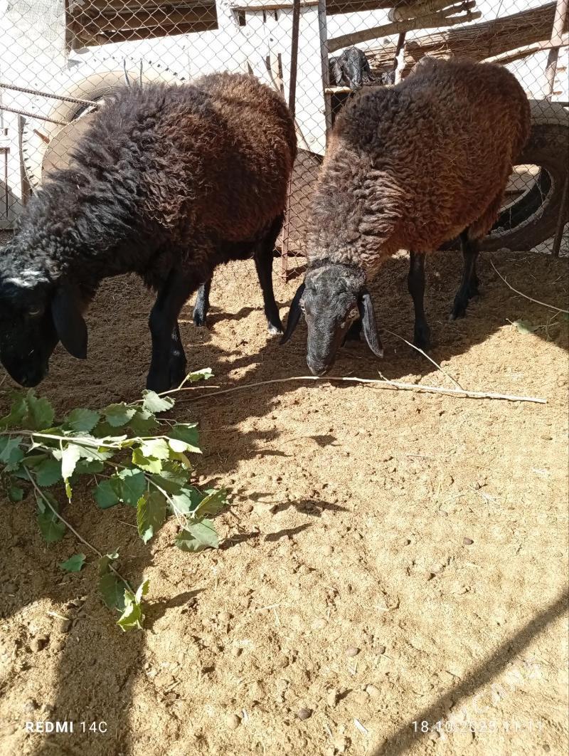 Koçkar - Çärjew - img 2