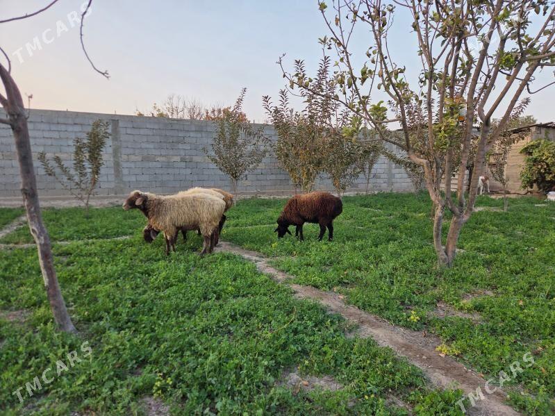 Goyun - Багир - img 2