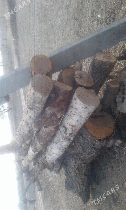 gurapduran agac odyn - Гурбансолтан Едже - img 3