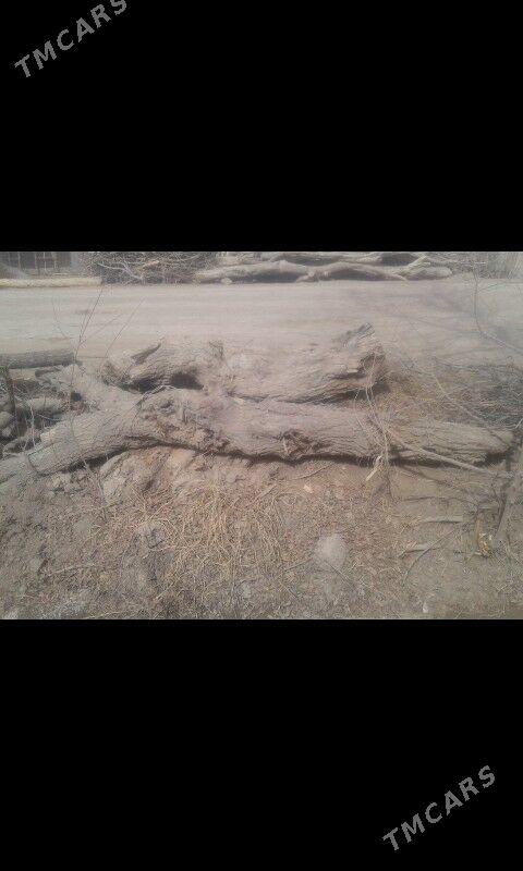 gurapduran agac odyn - Гурбансолтан Едже - img 2