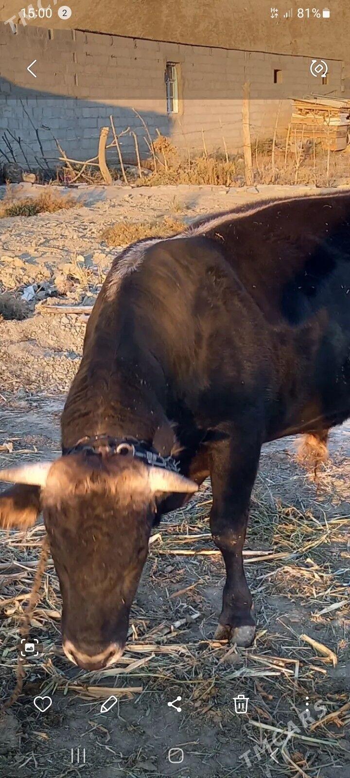 Öküz - Бахарден - img 2