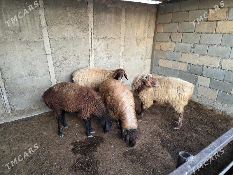 Goyun - Багир - img 3