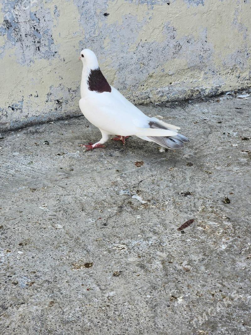 kepderi - Çoganly - img 2