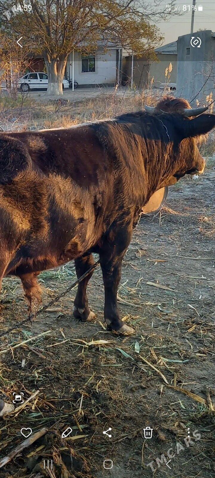 Öküz - Бахарден - img 1