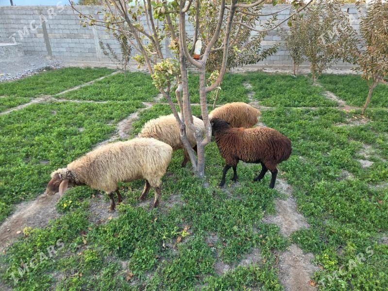 Goyun - Багир - img 4