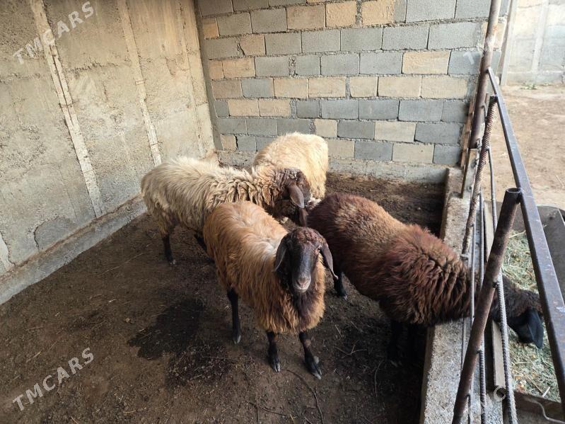 Goyun - Багир - img 5