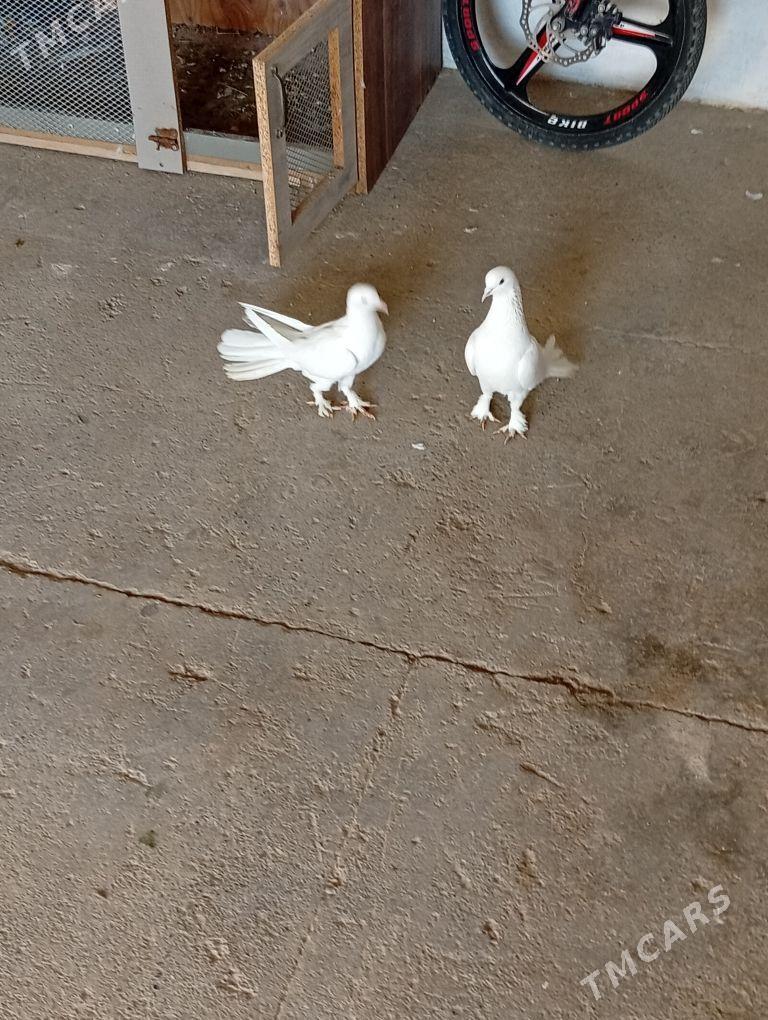 Kepderi - Änew - img 7