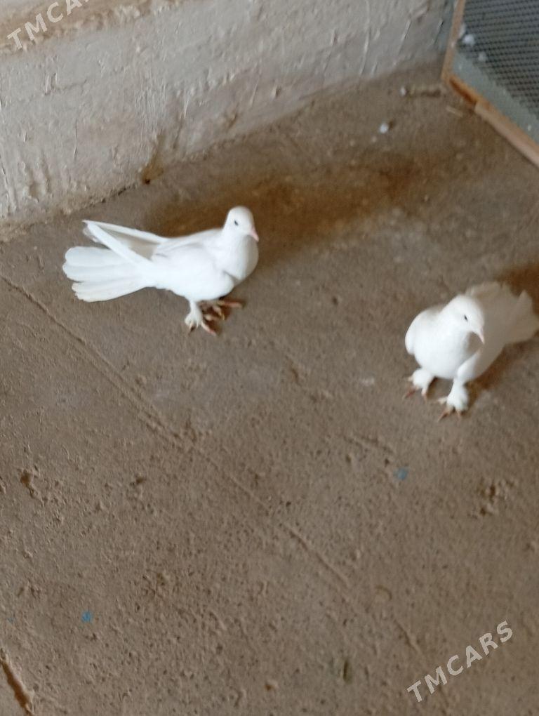 Kepderi - Änew - img 12